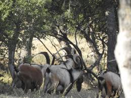 Hybrid Ibex